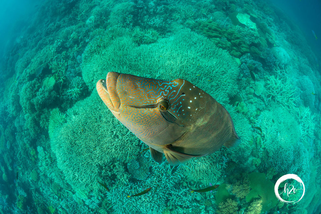 australia-1500-scuba-underwater-maori-wrasse-whitsundays-h2o-luxuryyachts-