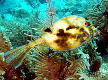 Scrawled Cowfish. Ciguatera Poisoning British Virgin Islands