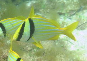 Porkfish