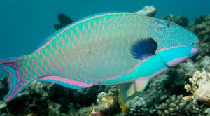 Parrot Fish