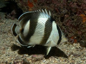 Banded Butterfly Fish