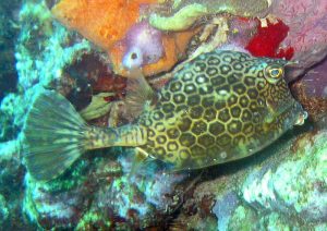 Honeycomb Cowfish. Ciguatera Poisoning British Virgin Islands