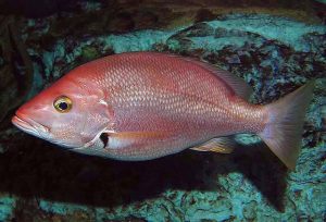 Blackfin Snapper