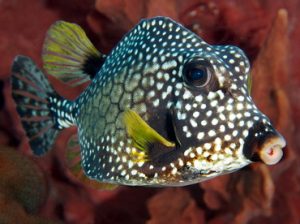 Smooth Trunkfish. Ciguatera Poisoning British Virgin Islands