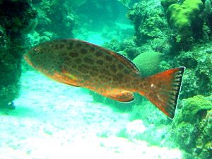 Yellowfin Grouper 