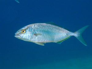 Greater Amberjack