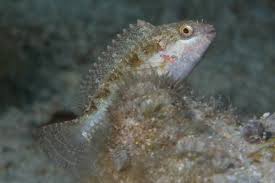 Bucktooth Parrotfish