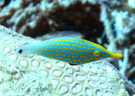 Orange Spotted Filefish