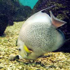 Gray Angelfish