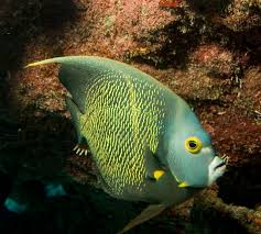 French Angelfish 