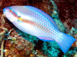 Striped Parrotfish