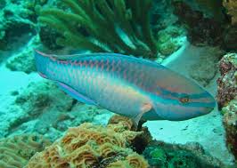 Princess Parrotfish