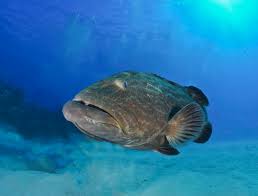 Grouper