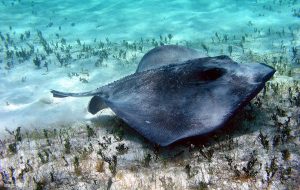 Southern Stingray