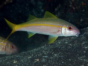 Goatfish