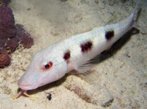 Spotted Goatfish