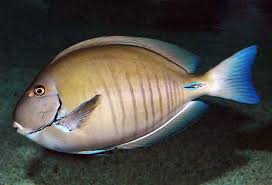 doctor fish 