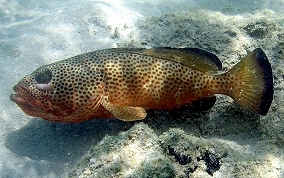 Rock hind Fish