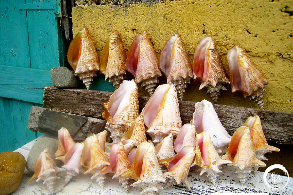 BVI Conch